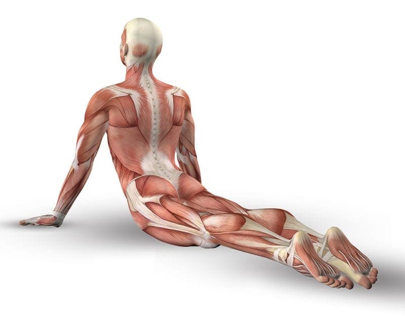 online yoga teacher training - anatomy 